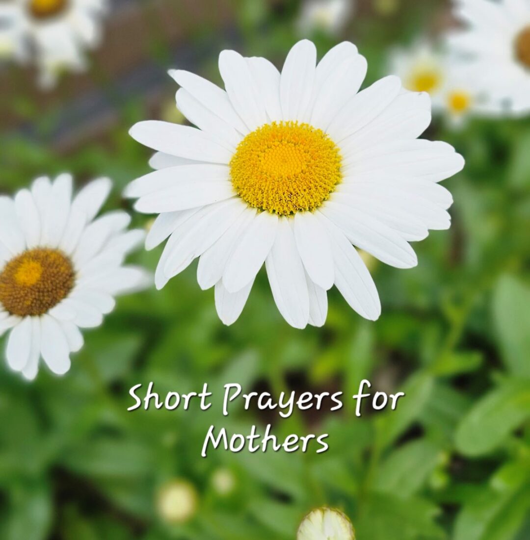 Short prayers for mothers title on a background of a picture of daisies that are white petals and yellow centers with lots of green leaves.